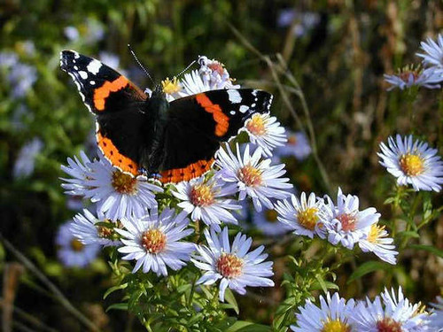 Butterfly garden starter pack for attracting butterflies