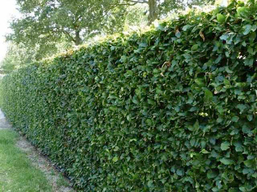 Bare root beech hedge plants