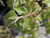 Beech hedge close up in Spring