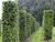Pruned beech hedging