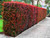Berberis thunbergii Atropurpurea bare root hedging plants