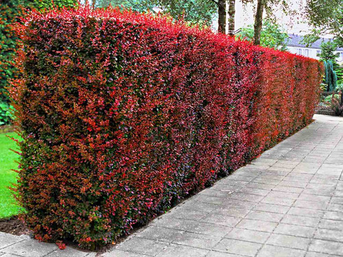 Berberis thunbergii Atropurpurea bare root hedging plants