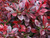 Red berberis bare root hedging packs for coastal and exposed sites