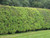 Blackthorn bare root garden hedge