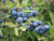 Blackthorn hedge plants for coastal and exposed sites