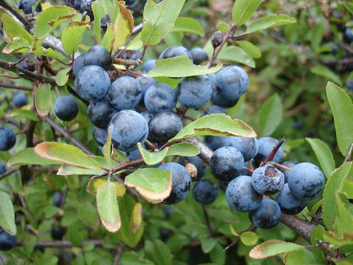 Blackthorn bare root native conservation hedging mix pack
