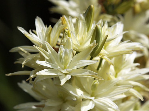 Camassia 'Alba' autumn planted bulbs