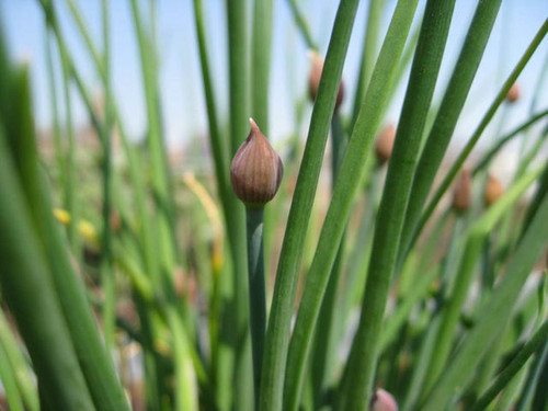 Grow your own fine leaved chives