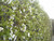 Clipped blackthorn hedge bare root plants