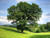 Common Oak - Quercus robur 1