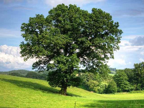 Common Oak - Quercus robur 1