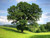 Common Oak - Quercus robur 1