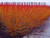 Dogwood Cornus sanguinea native hedging mix