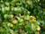 Wild crab apple wildlife friendly fruiting hedge pack
