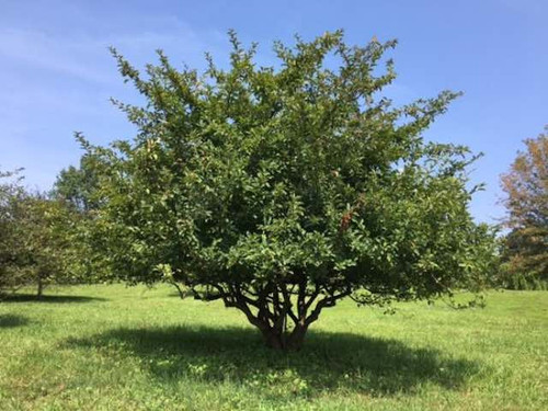 Crab Apple - Malus Sylvesteris 1