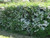 Hawthorn bare root hedge in flower