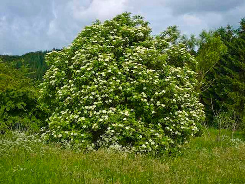 Elder - Sambucus Nigra 1