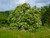 Elder - Sambucus Nigra 1