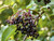 Elder - Sambucus Nigra 2