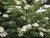 Elder wildlife friendly native conservation hedging mix pack