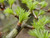 European Larch - Larix decidua 2