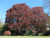 purple beech tree
