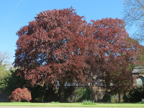 purple beech tree