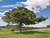 Field maple - Acer campestre 1
