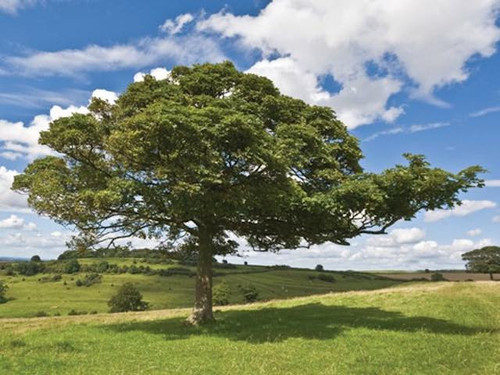 Field maple - Acer campestre 1