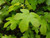 Field maple - Acer campestre 2