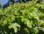 Field maple thornless native hedging mix