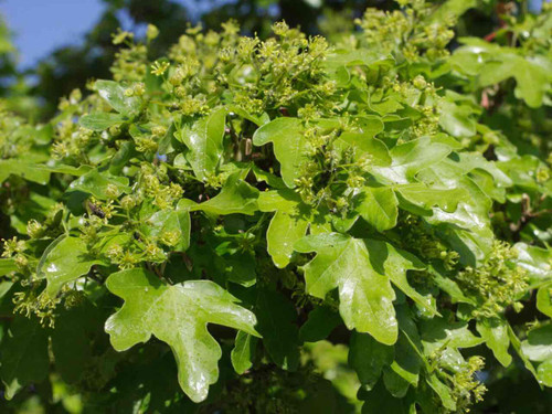 Field maple thornless native hedging mix