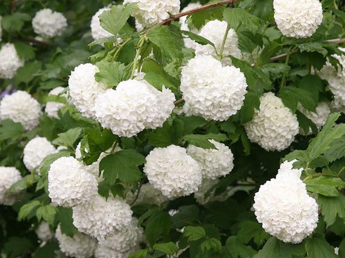 viburnum opulus huelder rose bare root plants