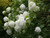guelder rose bare root hedging plants