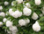 Guelder rose Viburnum opulus native hedging mix