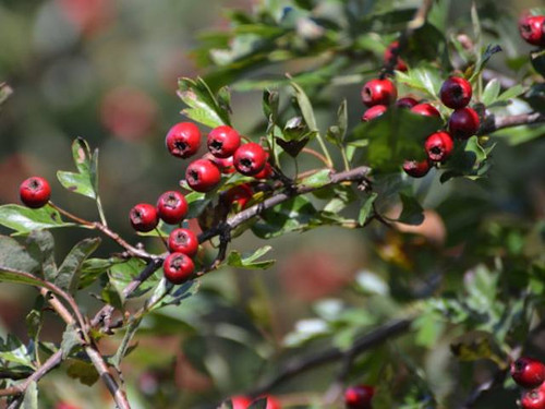 Hawthorn edible hedge bare root plants