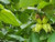 Hazel Corylus avellana native hedging mix