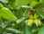 Corylus avellana hazel tree fruits