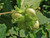 Hazel hedging plant pack - native conservation hedge