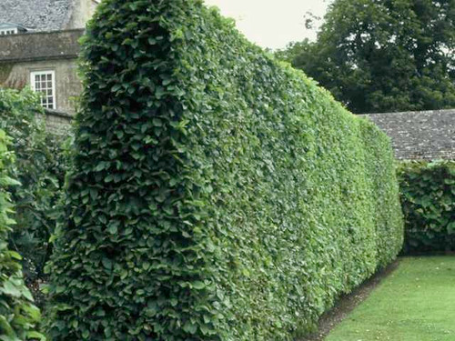 Hornbeam decidious bare root hedge