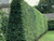 Hornbeam decidious bare root hedge