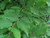 Hormbeam hedge leaf close up