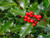Common Holly
