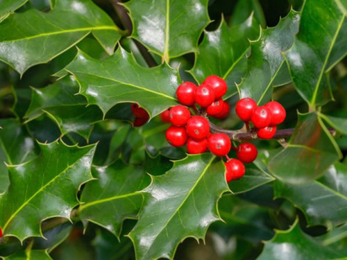 Common Holly