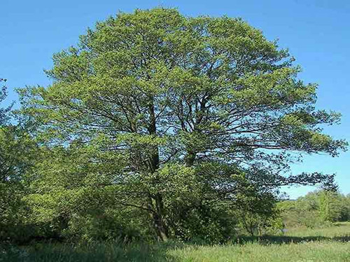 Alder - Alnus glutinosa