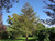 European Larch - Larix decidua 1