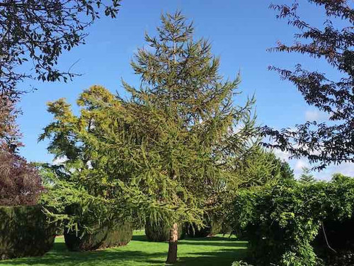 European Larch - Larix decidua 1