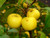 Crab Apple - Malus Sylvesteris 2