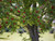 Rowan/Mountain Ash - Sorbus aucuparia 1