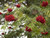 Rowan/Mountain Ash - Sorbus aucuparia 2